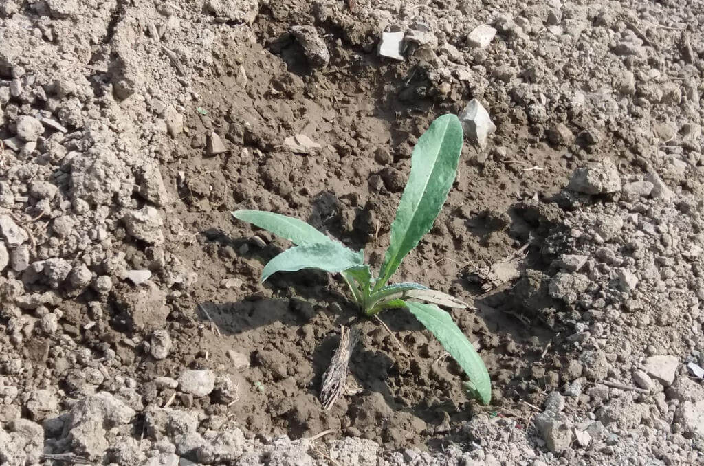 Un carciofo appena piantato nel terreno Immagine di un carciofo piantato in campo aperto