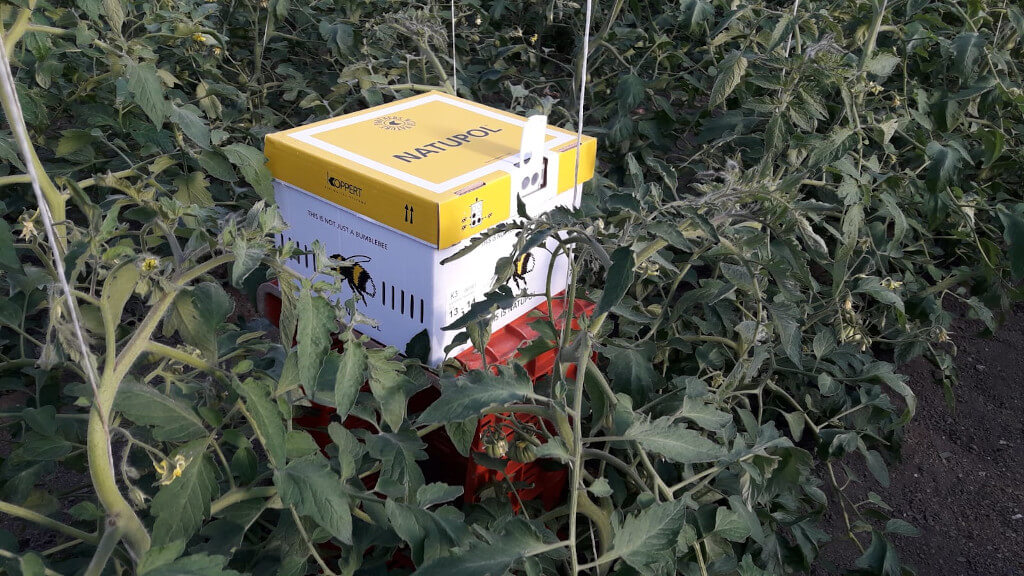 Immagine di un alveare di bombi