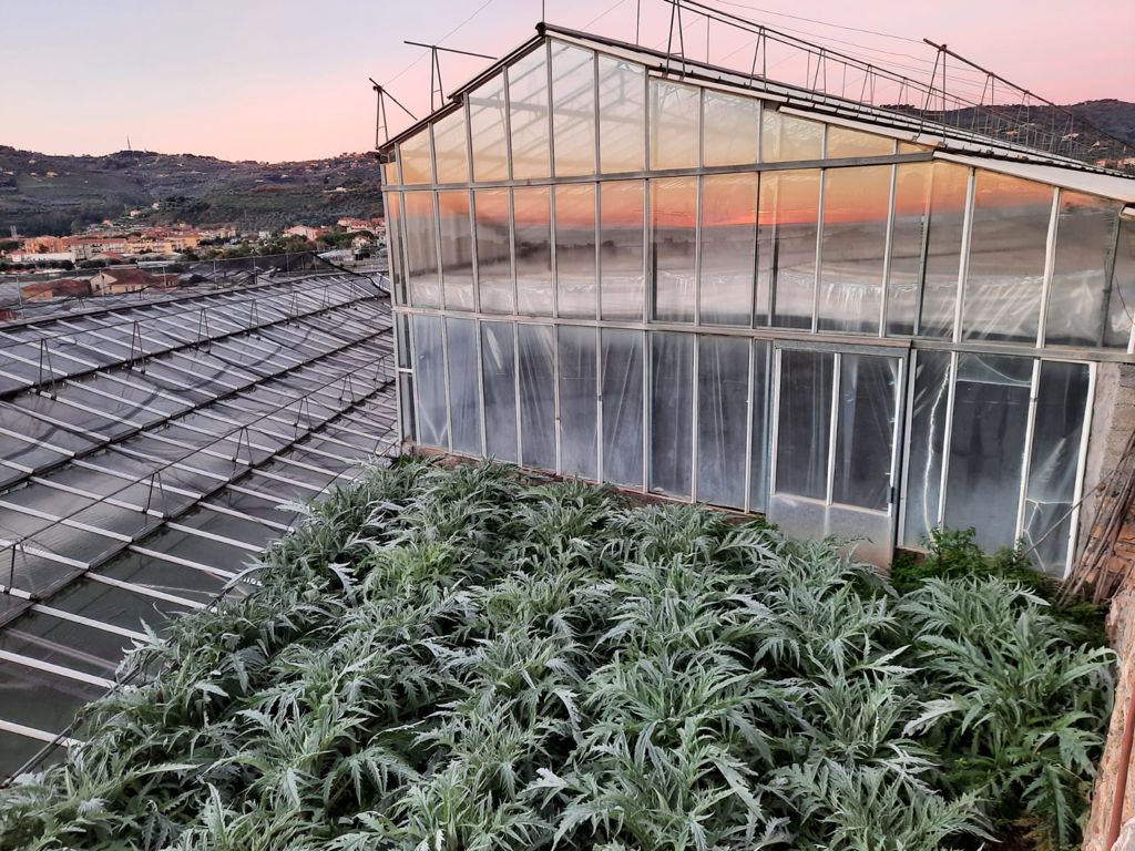 Panorama con la figura della Corsica visibile dal campo di carciofi