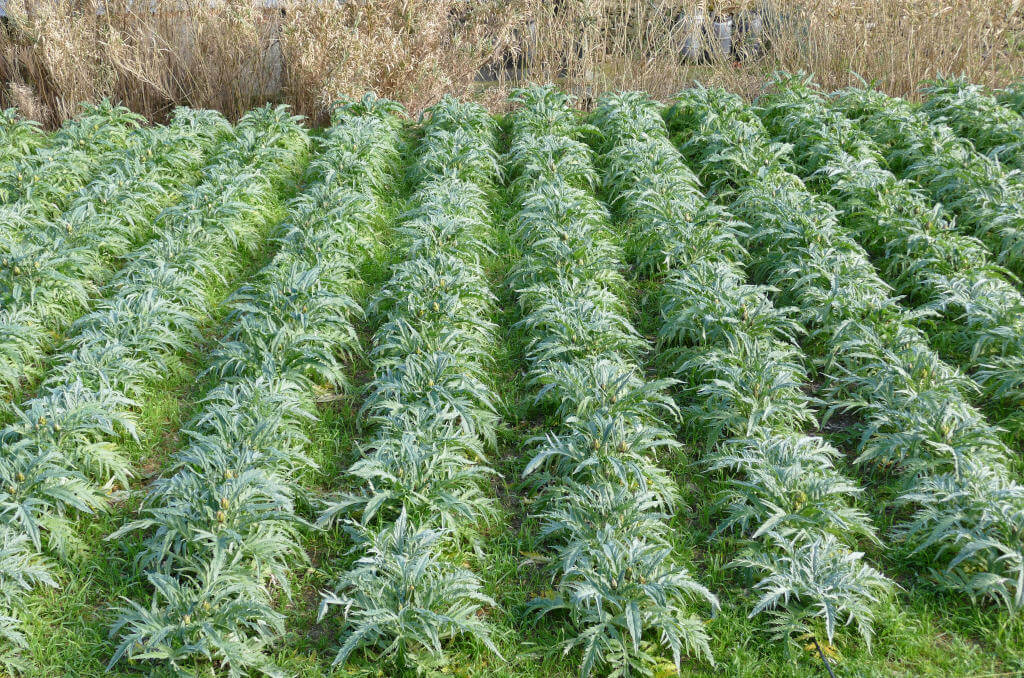 Fila di carciofi piantati in campo aperto Immagine della piantagione di carciofi dell'azienda agricola