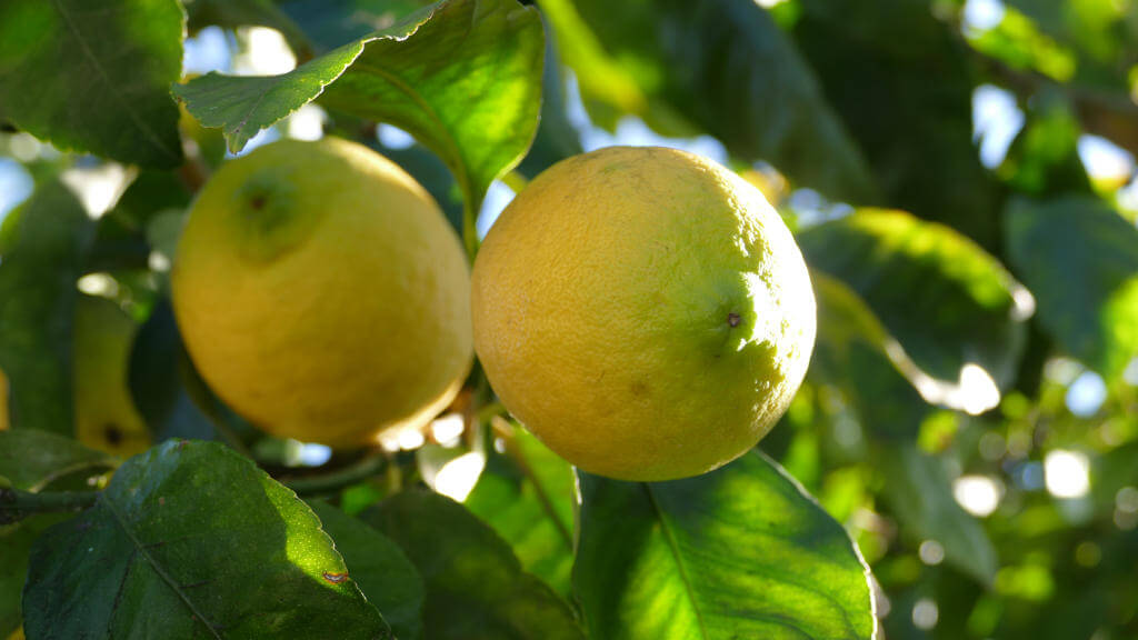 I dettagli dei limoni dell'Azienda Agricola Le Girandole Immagine di limoni e dei dettagli