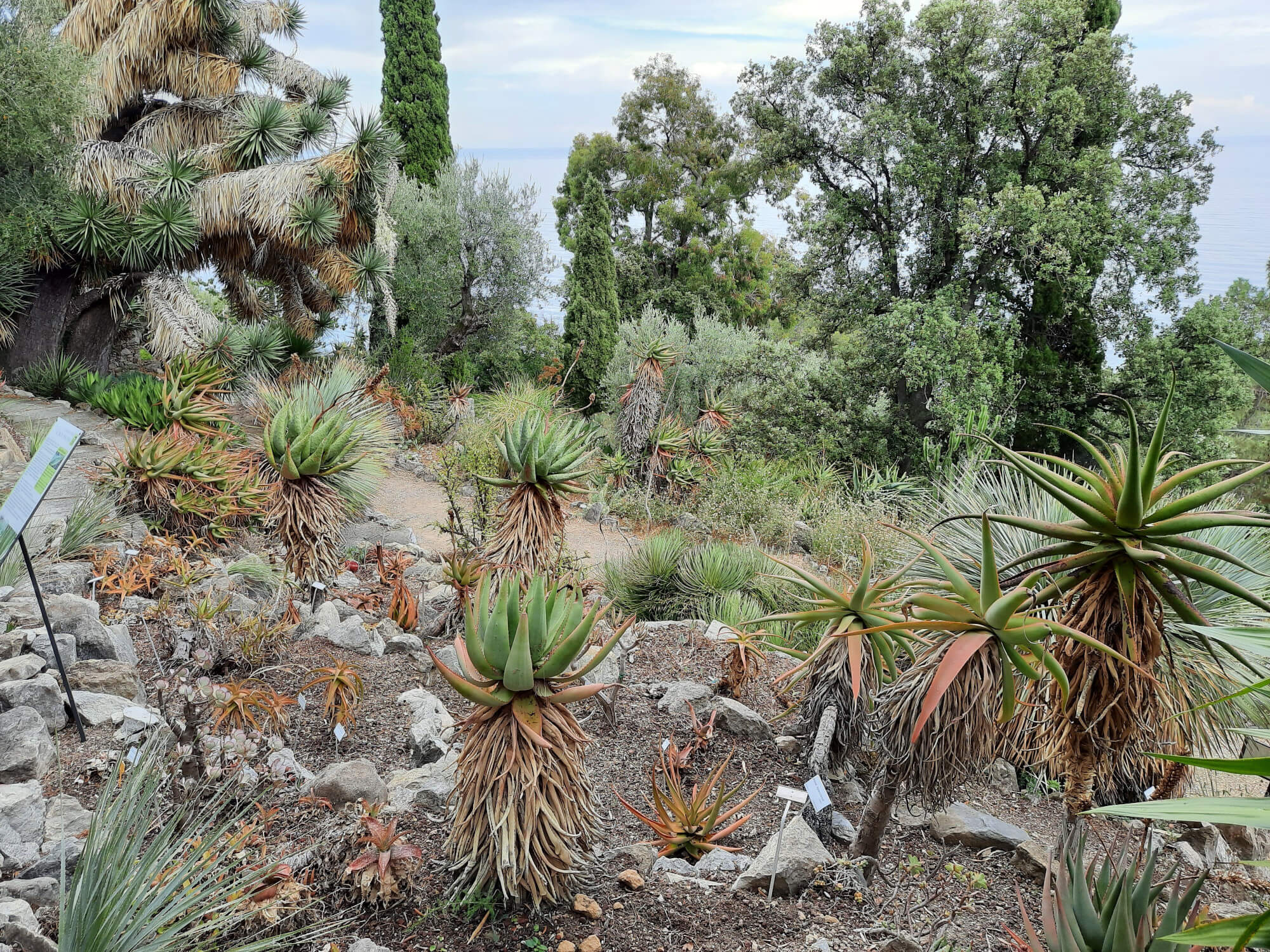 Area delle agavi rifiorenti