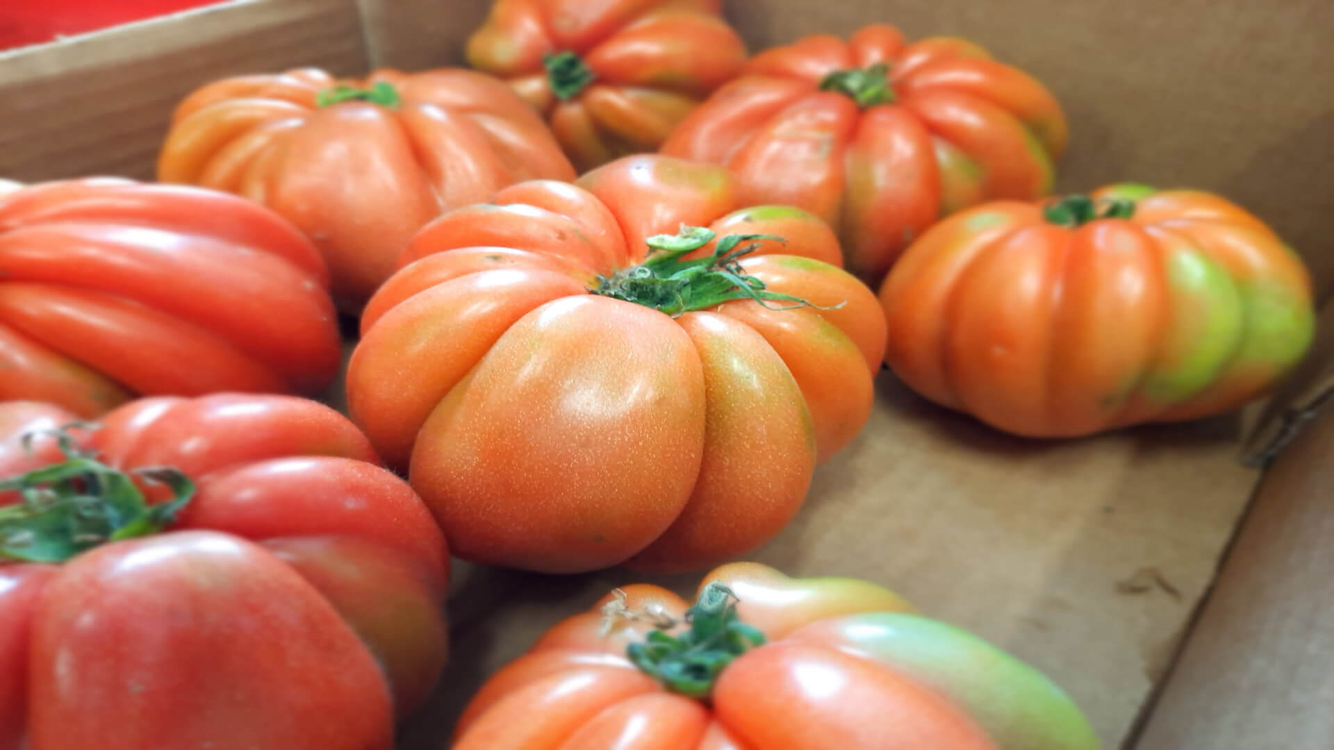 Pomodori cuore di bue a Diano Marina: km 0 garantito!