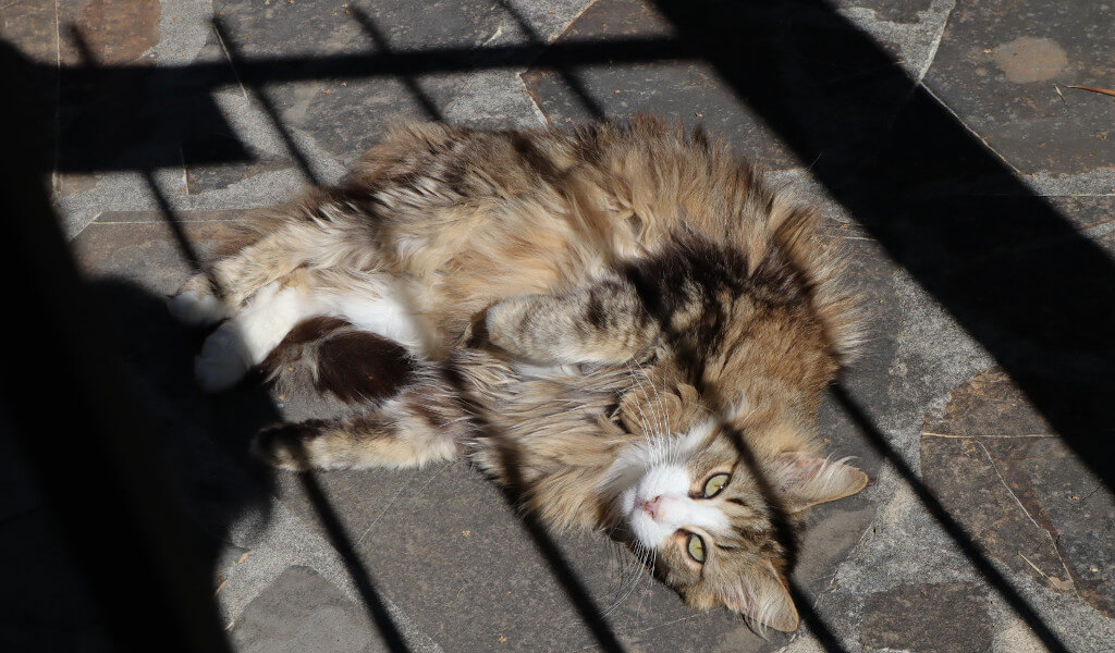 Un gatto a Diano Roncagli