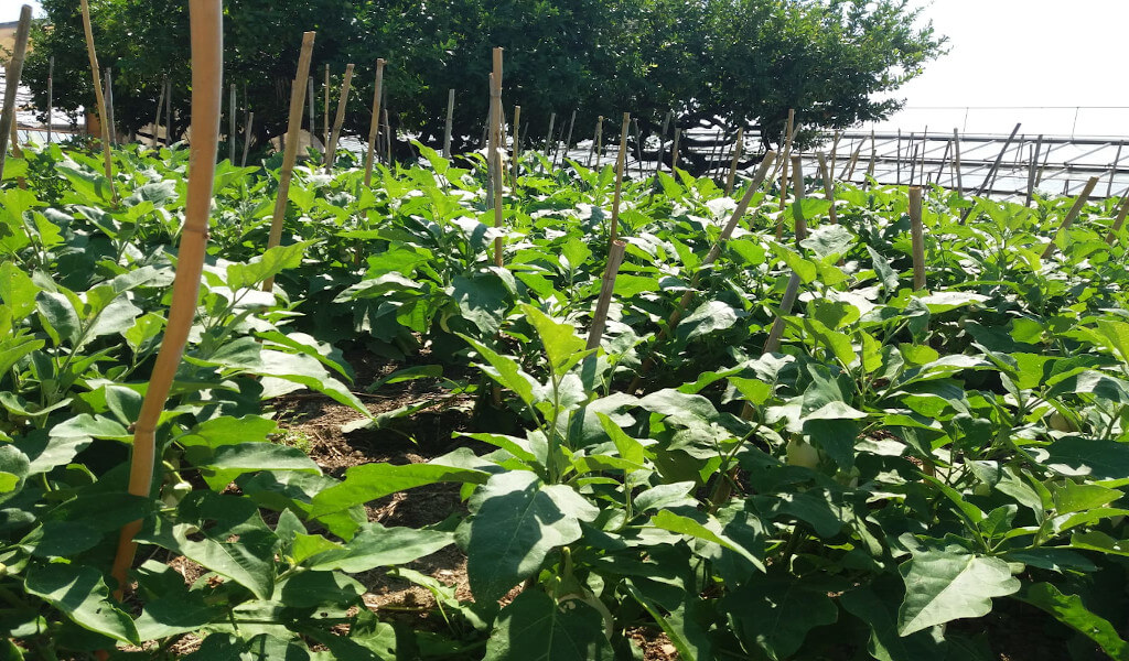 La coltivazione delle melanzane per mezzo delle canne
