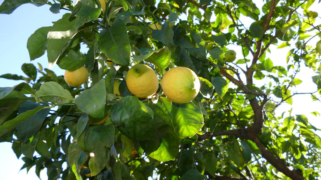 Particolare di albero di limoni dell'Azienda Agricola Le Girandole Immagine di un particolare di albero da limoni