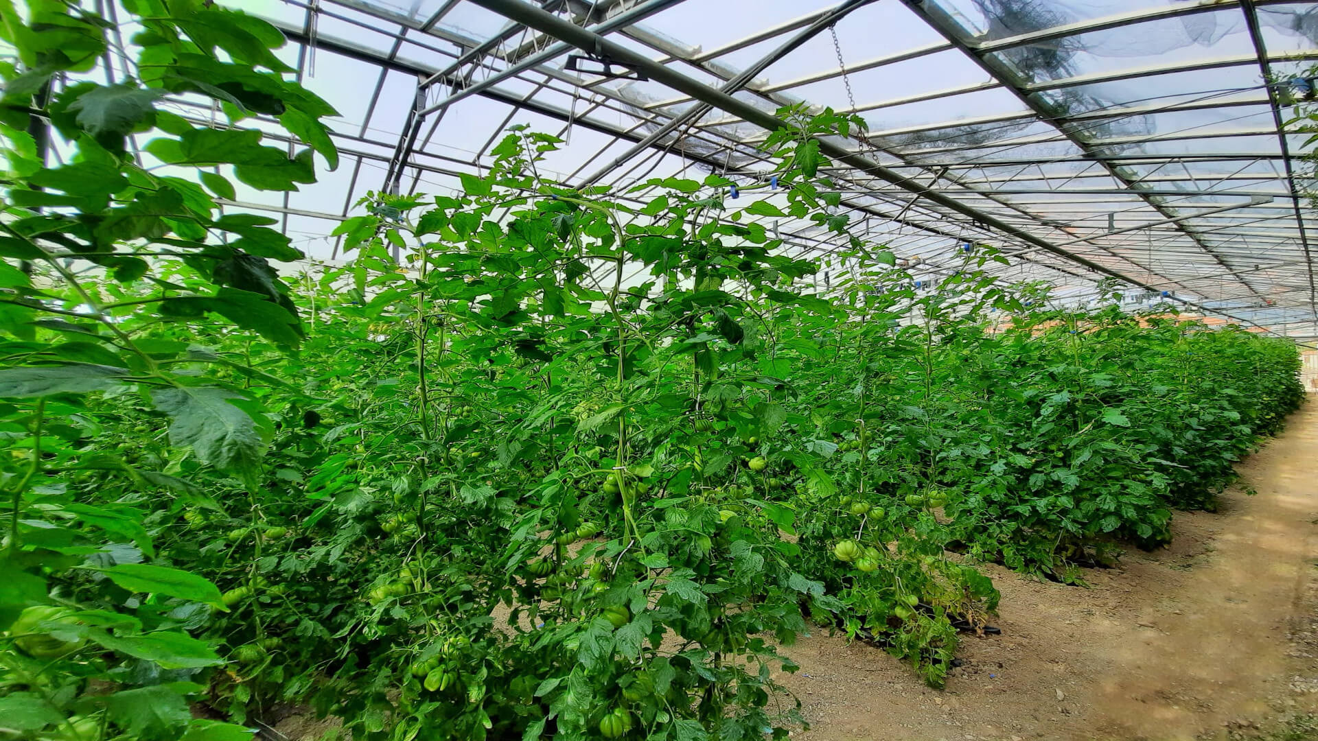 Stagionalità di frutta e verdura: un segreto antico millenni