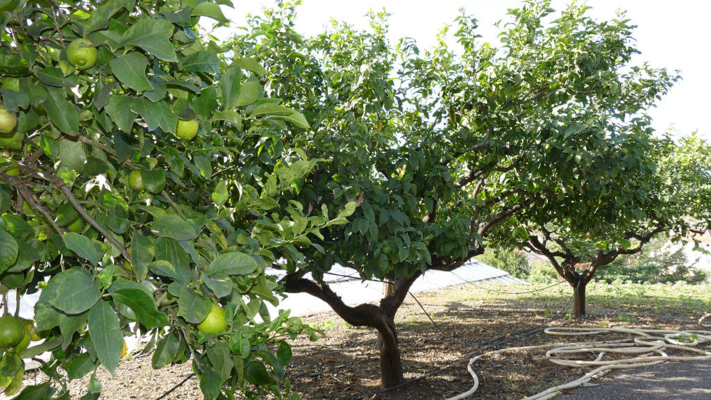 Le piante di limoni dell'Azienda Agricola Le Girandole Immagine di piante di limoni