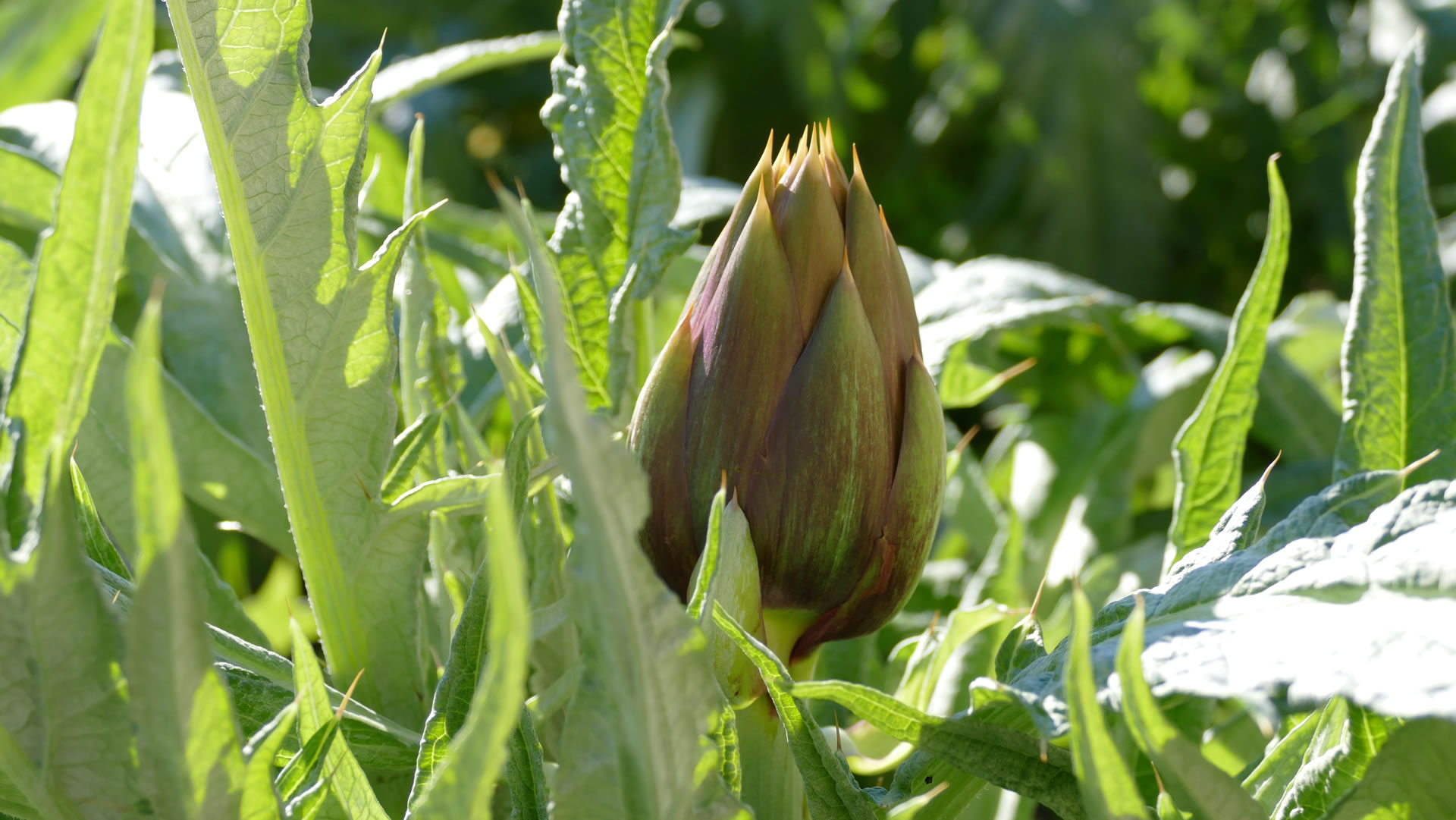 Immagine dei carciofi prodotti dall’azienda agricola
