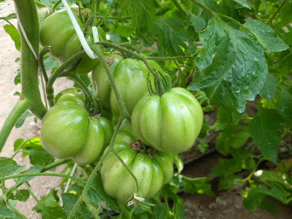 Immagine di alcuni pomodori cuore di bue