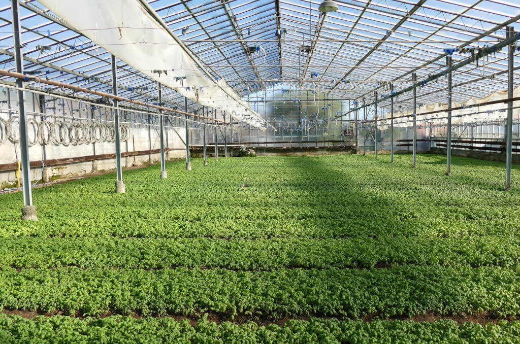 Una serra per basilico con sistema di irrigazione Immagine di una serra per il basilico