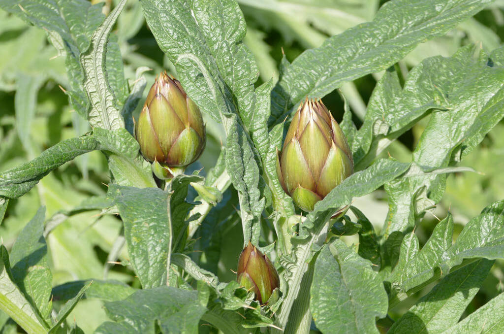 I carciofi spinosi d'Albenga, pianta ligure Immagine dei carciofi spinosi d'Albenga
