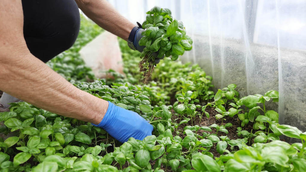 Raccolta del basilico coltivato in serra Immagine raccolta basilico in serra