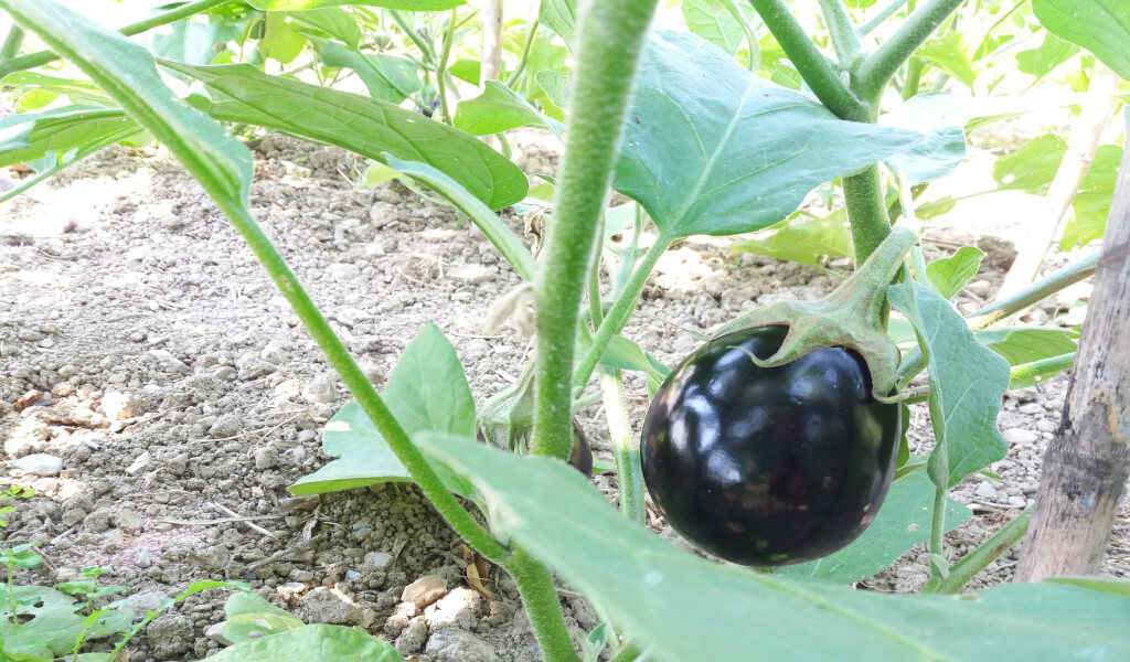 La melanzana tonda genovese