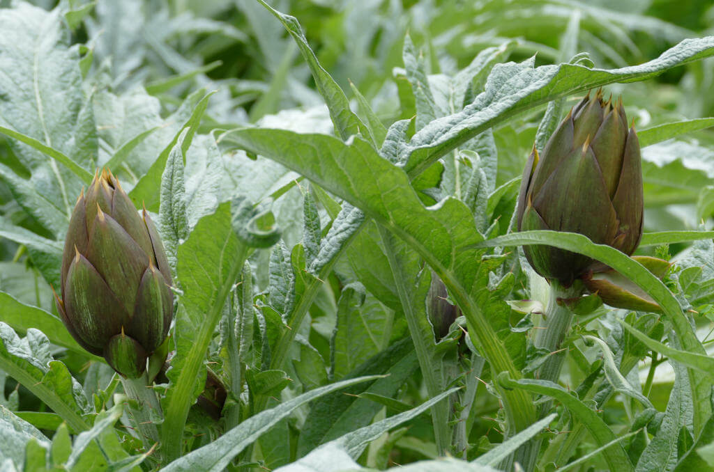 Alcuni carciofi pronti per la raccolta annuale Immagine di carciofi pronti alla raccolta