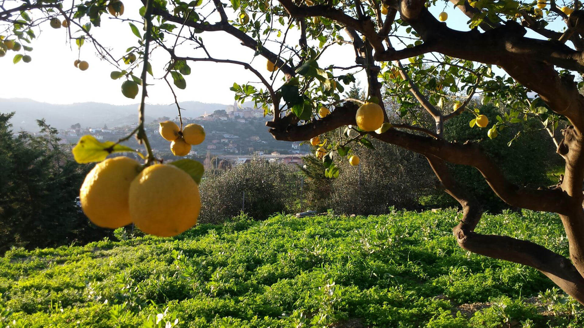 Come avviene la coltivazione dei limoni nella nostra azienda
