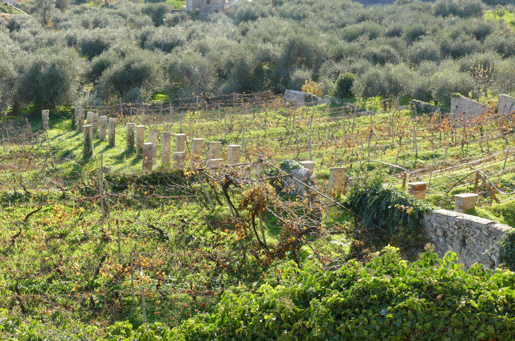 Immagine di viti e ulivi a Diano Castello