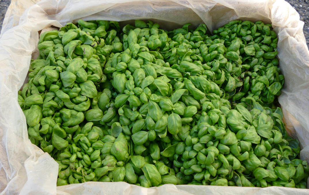 Il basilico appena raccolto Immagine del basilico raccolto