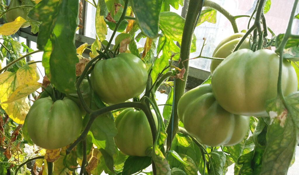 Immagine dei nostri pomodori cuore di bue coltivati nelle serre