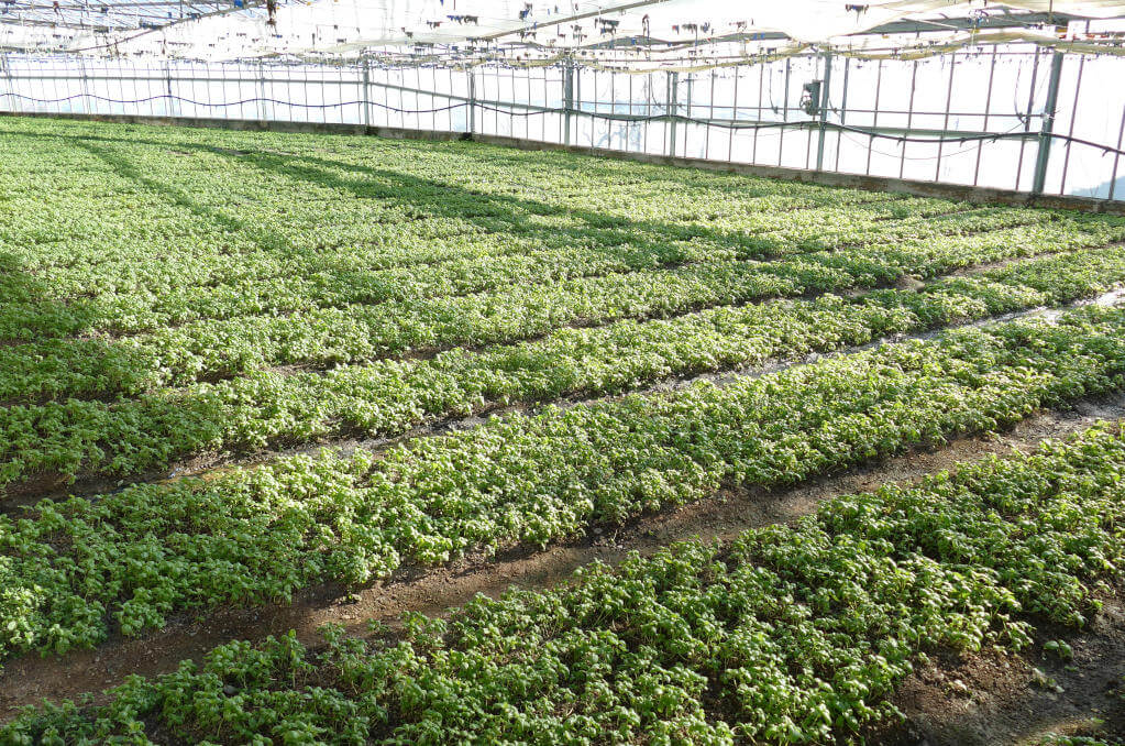 Immagine di alcune serre dell’Azienda Agricola