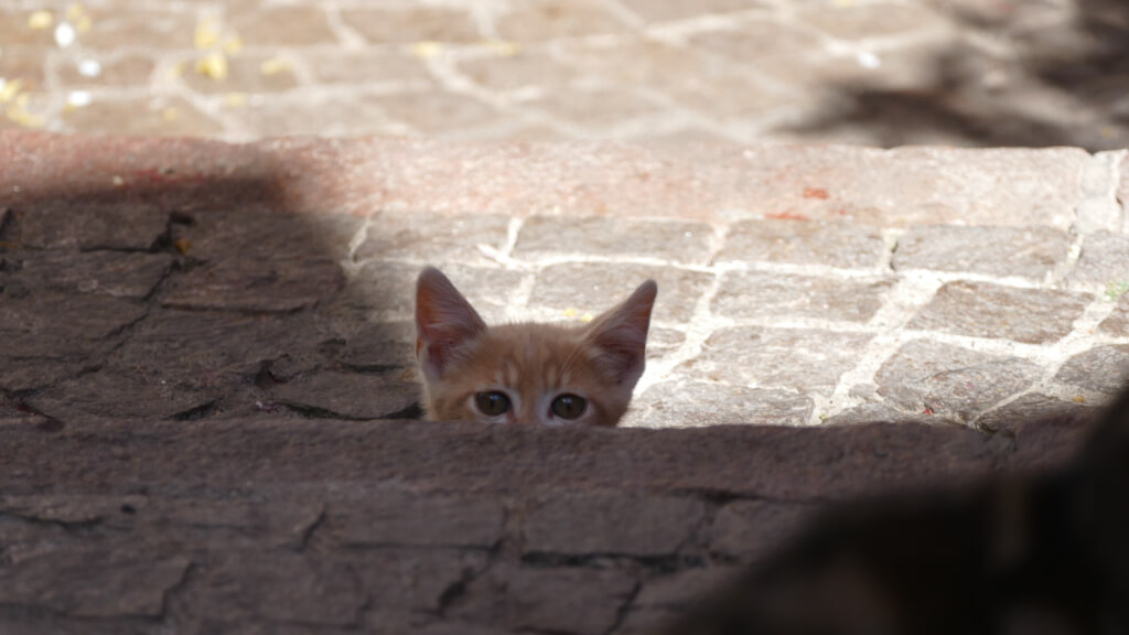 Un gattino ci accoglie ad Aurigo