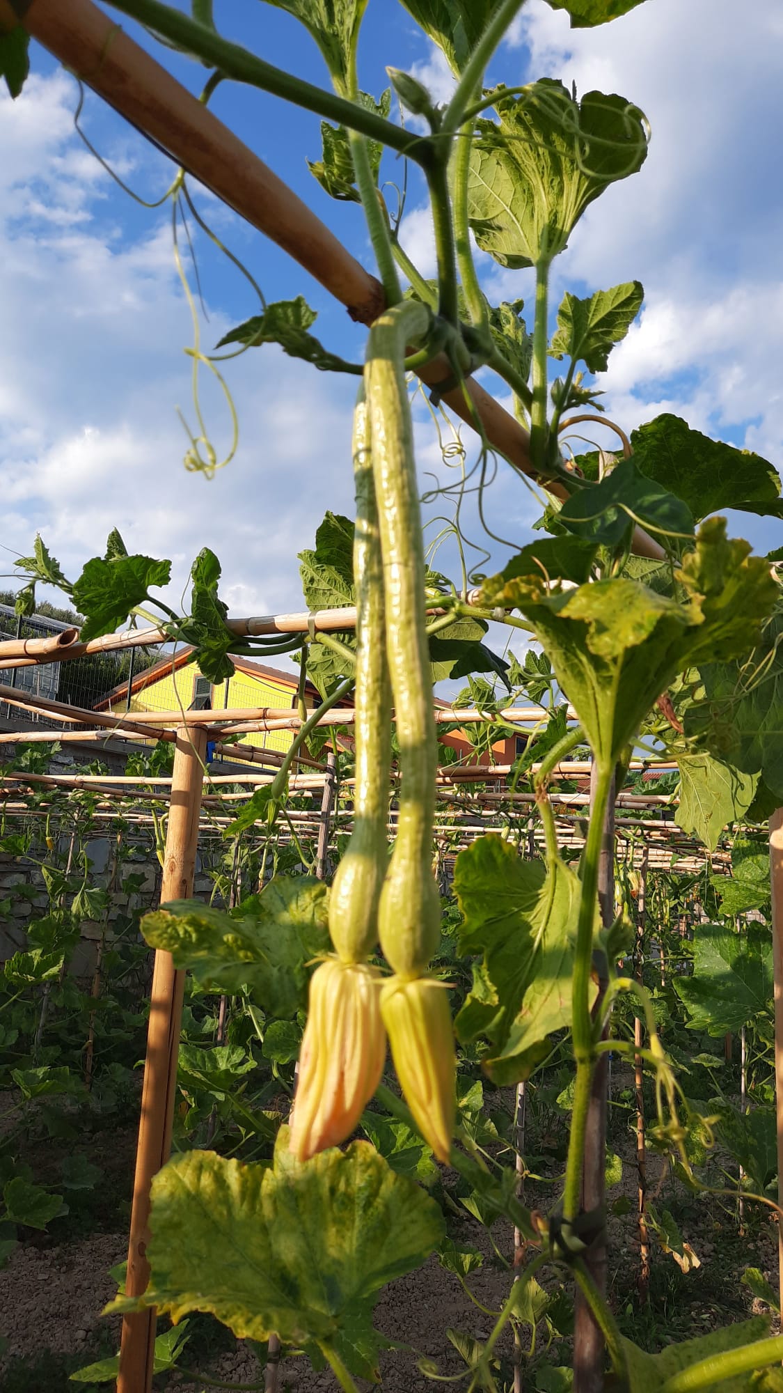 Zucchine trombetta pronte per la raccolta